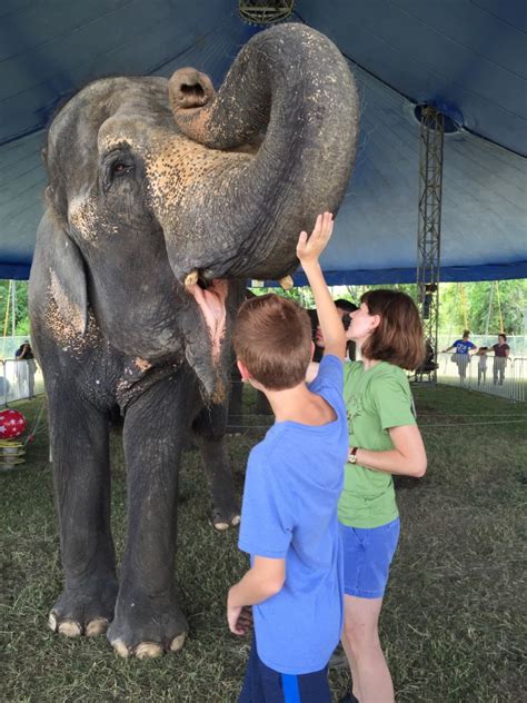 Elephant sanctuary hugo - Elephants have a slow pulse rate of 27. Humans average 60-80 and a canary pulse is 1000. The average weight for an elephant heart is about 27 to 46 pounds (12-21 kg.). An elephant will urinate approximately 13 gallons (50 liters) throughout the day, voiding 3 gallons (10 liters) each time they urinate.